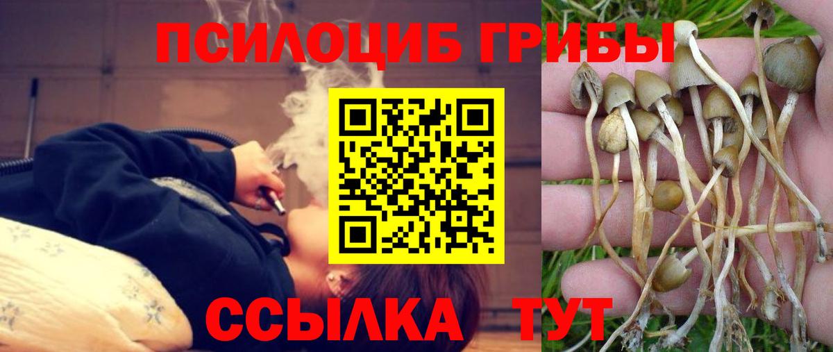 Псилоцибиновые грибы Psilocybine cubensis Карталы